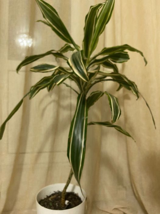 Продам ковры и дорожки