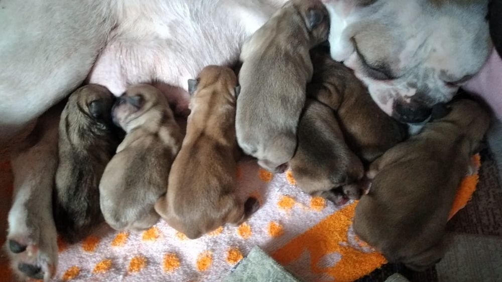 Шикарные Французики