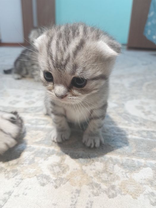 Продаётся котята шотланские