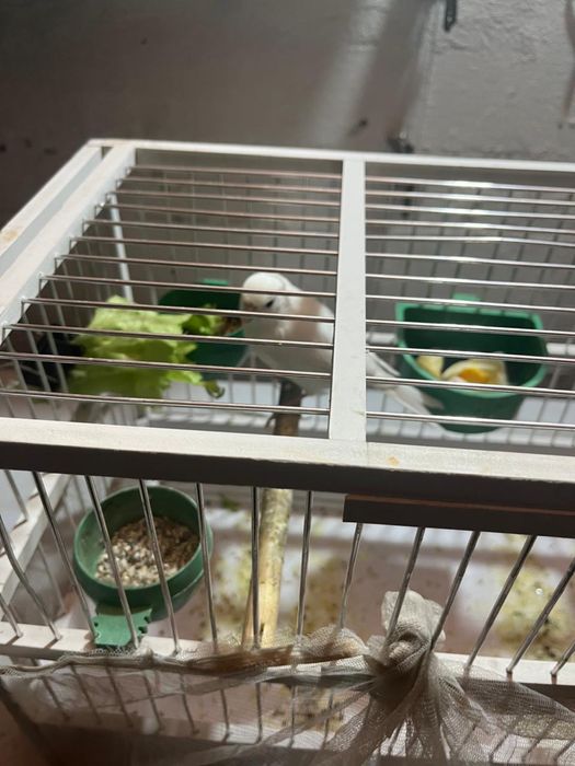 продам канарейки