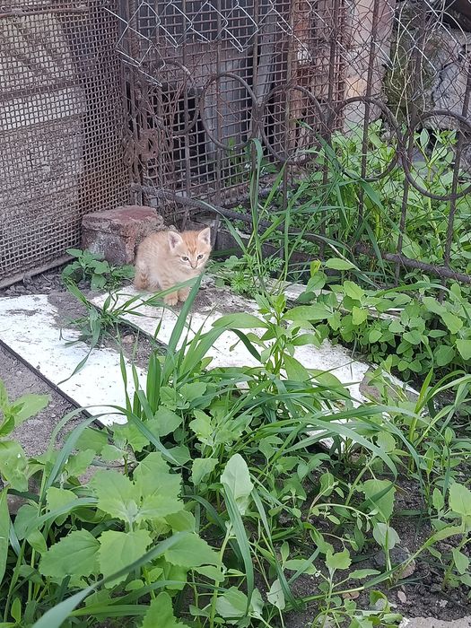 Отдам котят даром