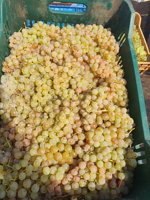 Vând struguri de vin