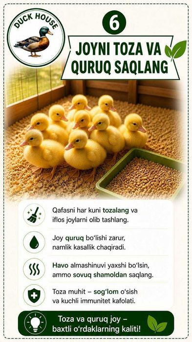 DuckFish Choyxonasi
