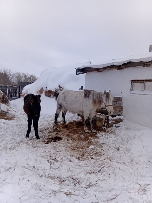 Продам кобылу с жеребенком