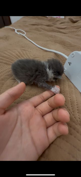 Котенок 2недели