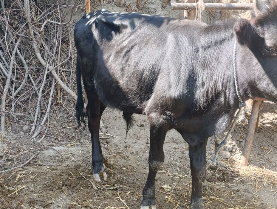 Buqacha sotiladi