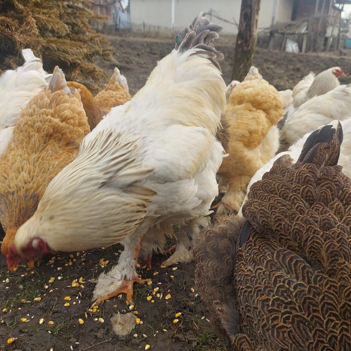 Cocoși și găini Brahma 10 luni – talie mare, pentru reproducere