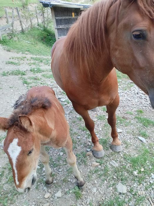 Mânză de trei ani cu mânz lângă ea