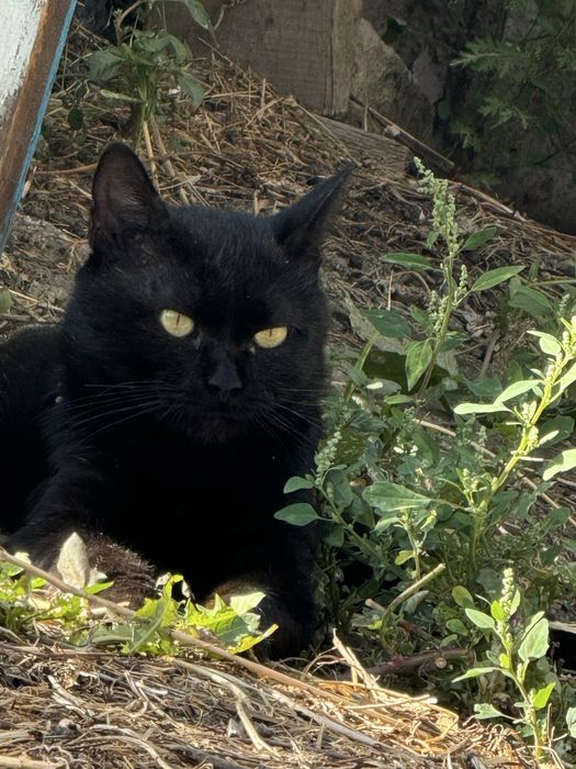 Потерялся черный кот