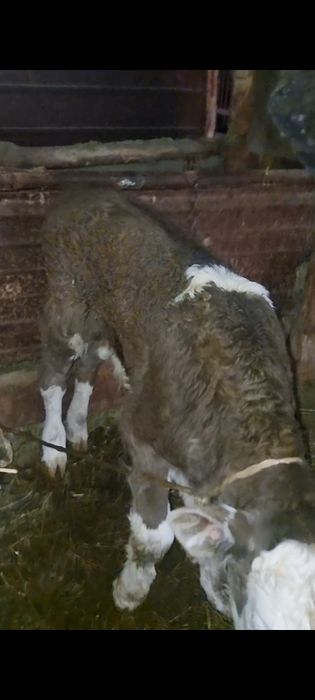 2бас бұзаулар сатылады