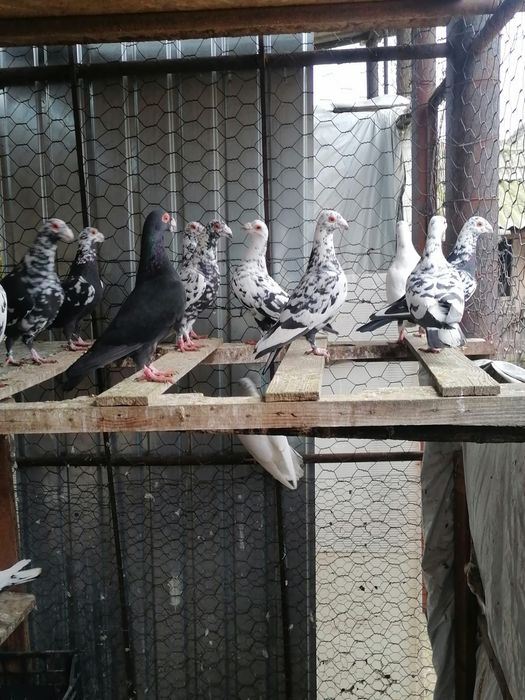 Vând porumbei mai multe rase