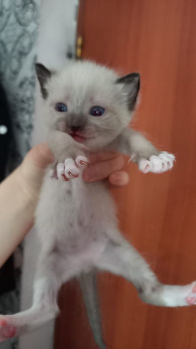 Отдам котят в добрые руки