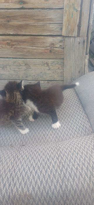 Котятки бесплатно доставка