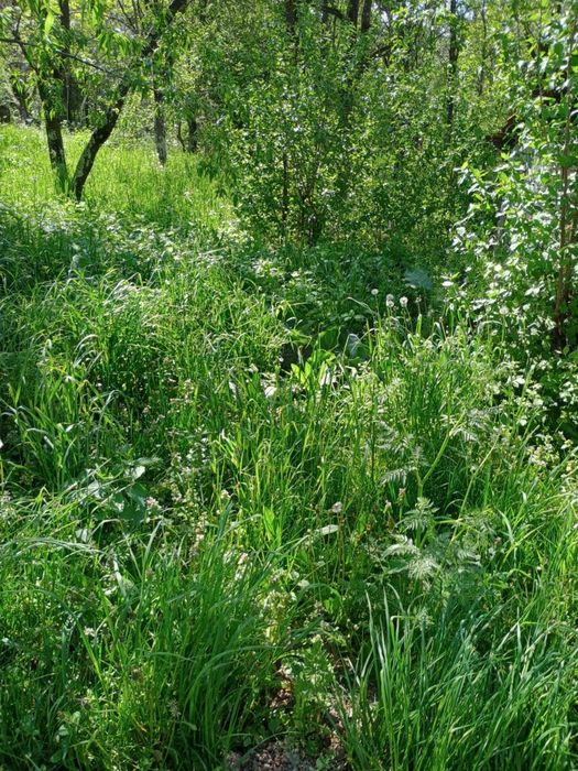 Viile Satu Mare teren inravilan de vânzare / Szatmárhegy, eladó telek