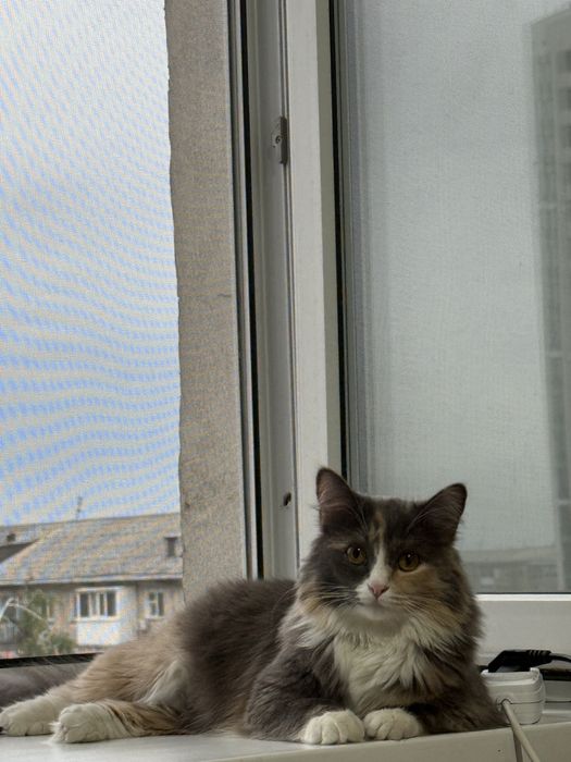 Отдадим кошечку  БЕСПЛАТНО