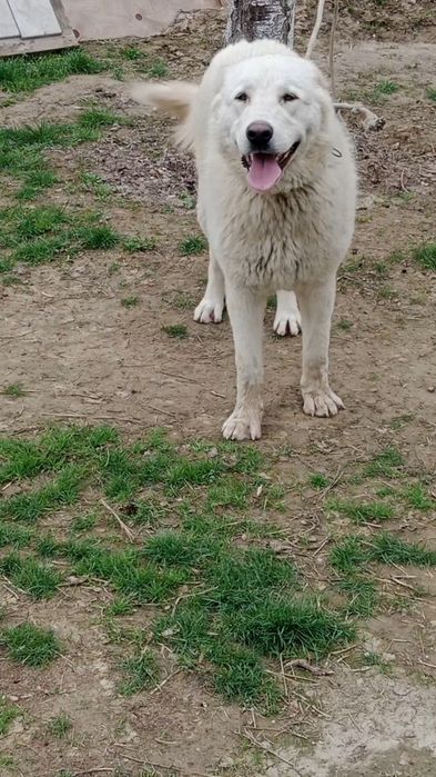 Ургашы сатылады!