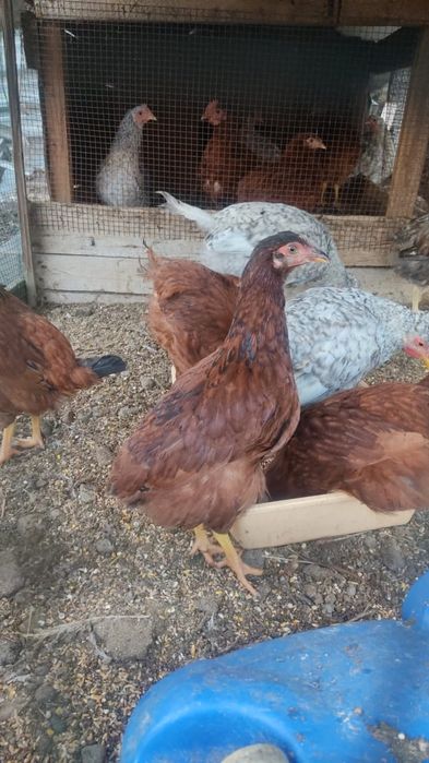 Продаю кур и кроликов