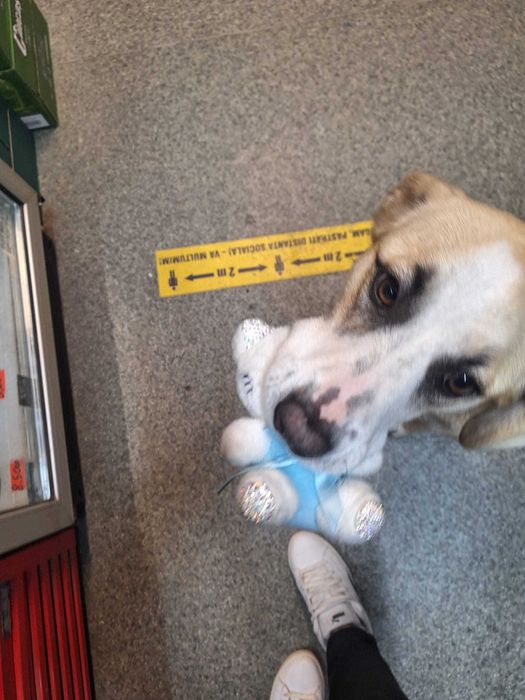 Catelusa pentru adoptie