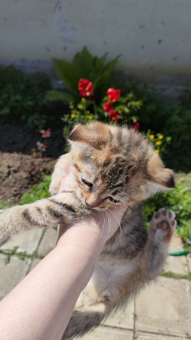 Вислоухая кошечка