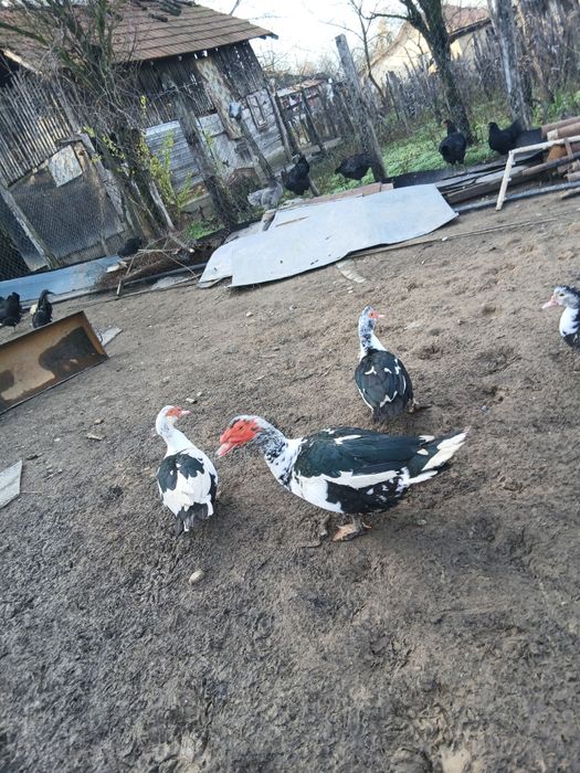 Schimb  cocoși motata olandeza