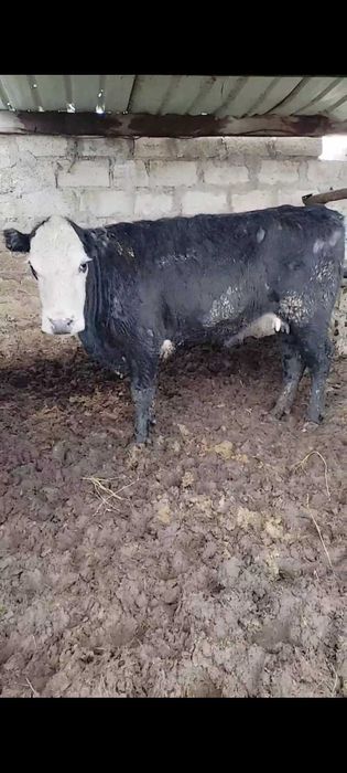 Семиз кашар сатылады