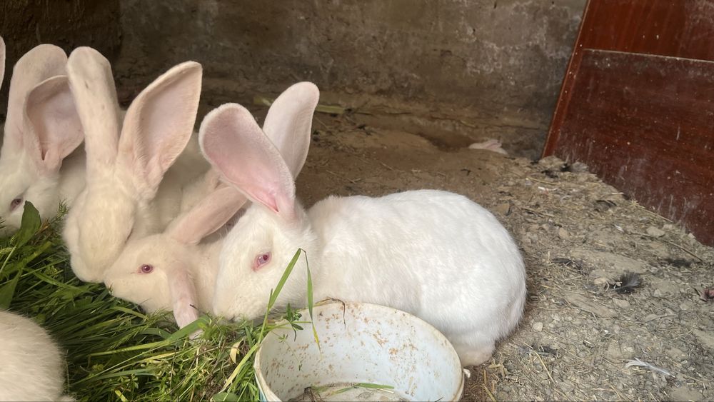 Кролики крол қоян