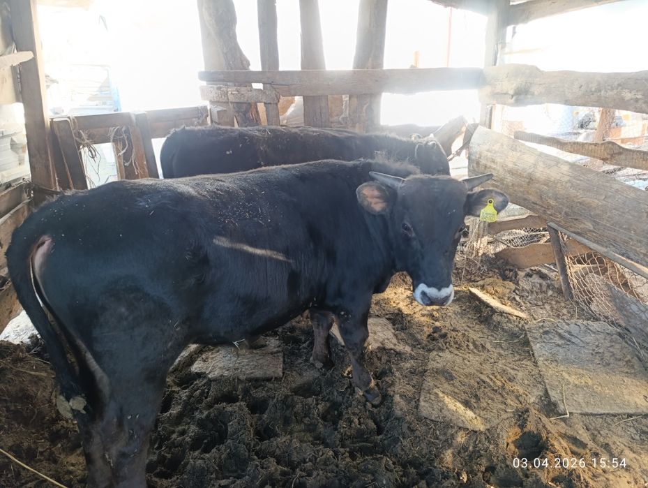 Продам хороших бычков