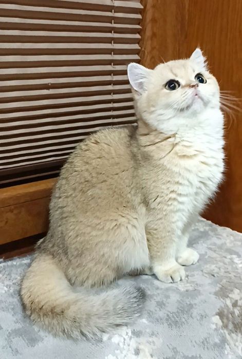 Продаются девочки британки ny11