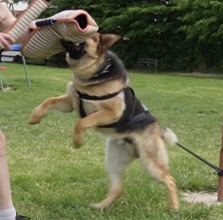 Mascul Ciobanesc German cu pedigree si drept de monta