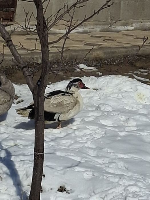 Продам селезьня.