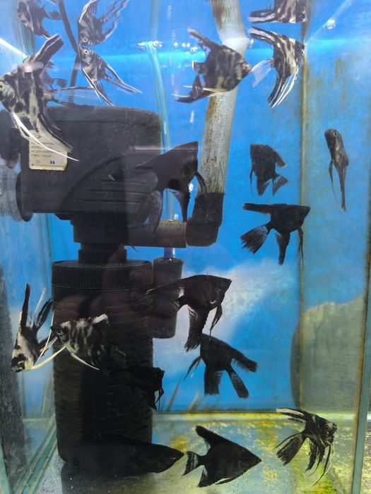 Скалярии по 500 тенге