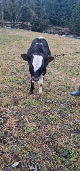 Vând vițică de 6 luni