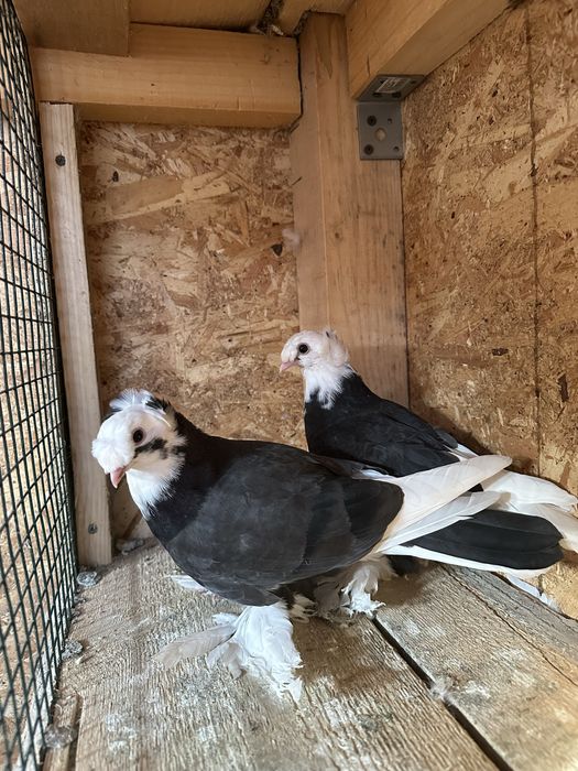 Două perechi scosi din pagi . Porumbeii au inceput sa manance singurei .