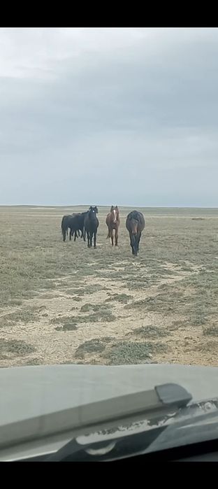 Айғыр төрт бес жасар