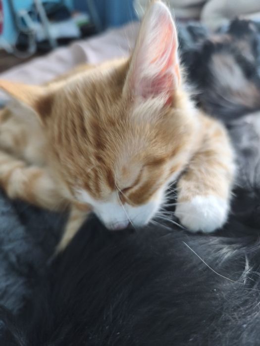 СПЕШНО котенце момче на 4 месеца, търси дом