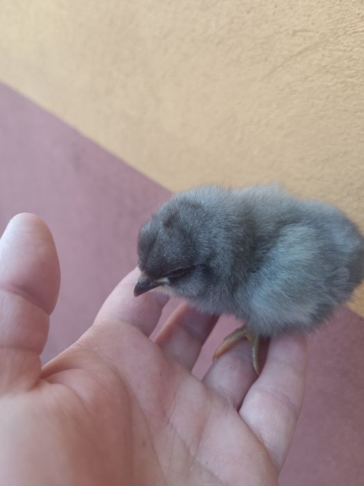 Pui de rasa araucana și ameraucana