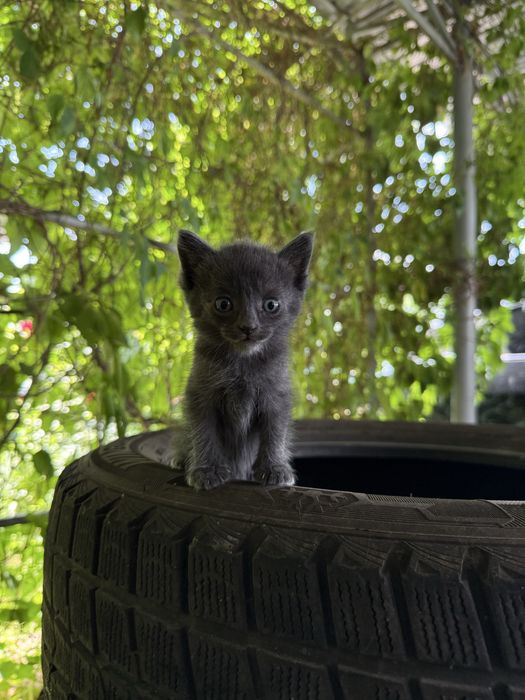 Котенок чистый домашний