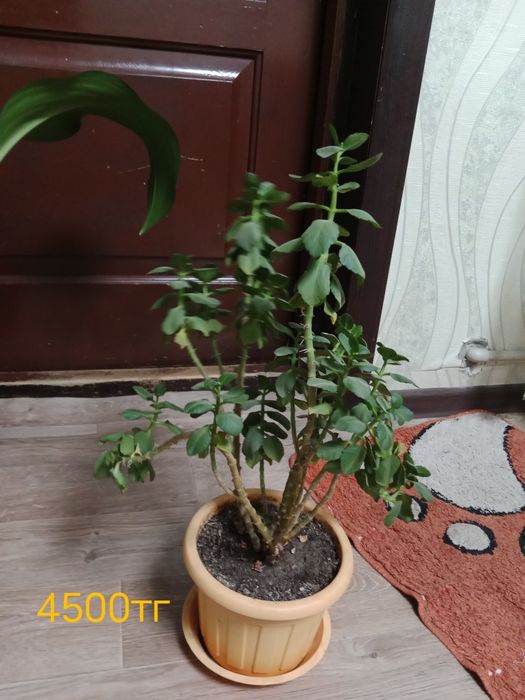 Цветы декларативный