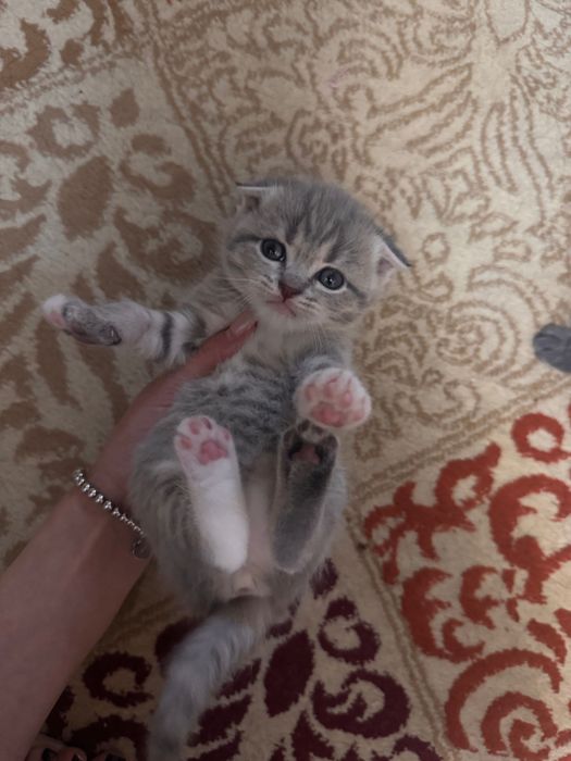 Вислоухие котята