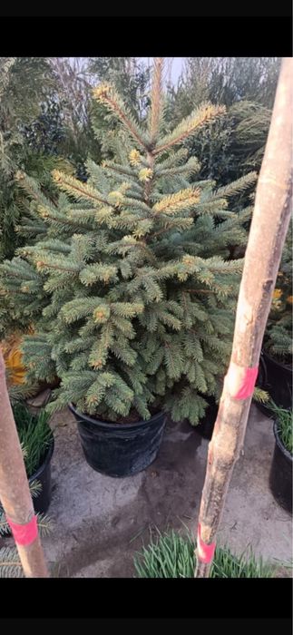 Көшет саженцы оптом