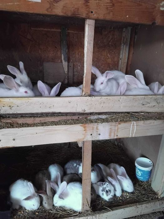 Iepuri din rasa Fluture German, Rex și Pannon alb