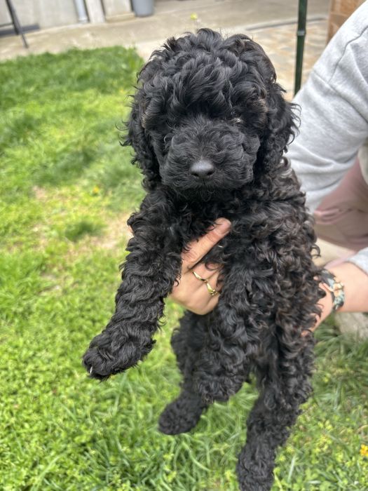 Продават се момче и момиче пуделчета на 55 днн с първа ваксина