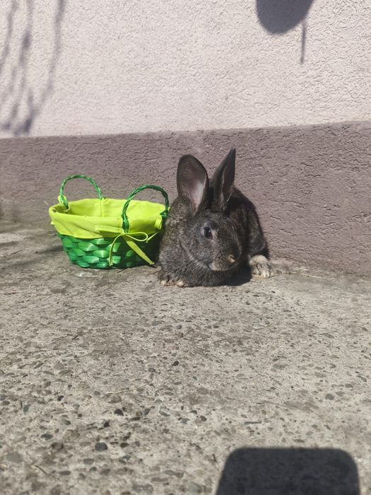 Iepuri tineri și sănătoși, caută familii iubitoare!