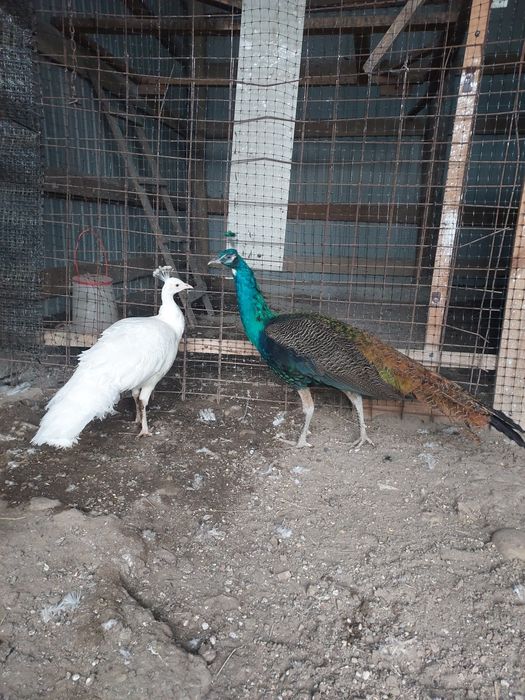 Vând familie de păuni