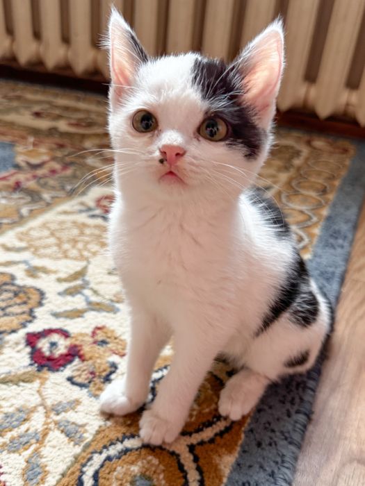 Кошечка в добрые руки