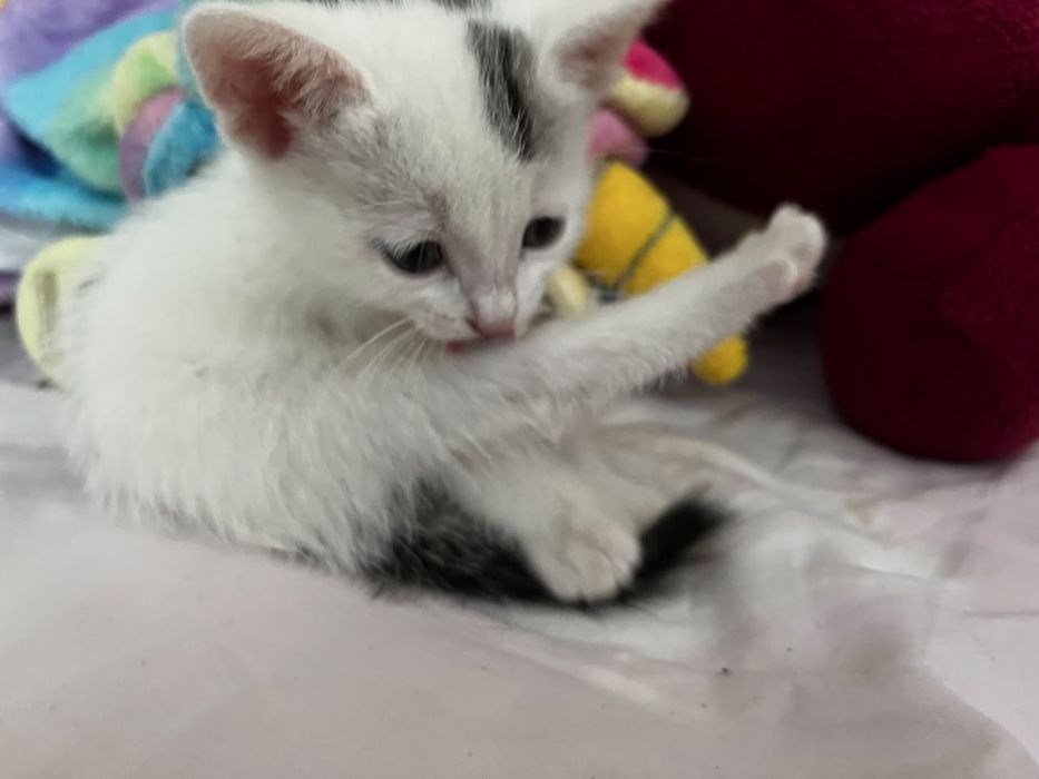 Котенок в добрые иучки