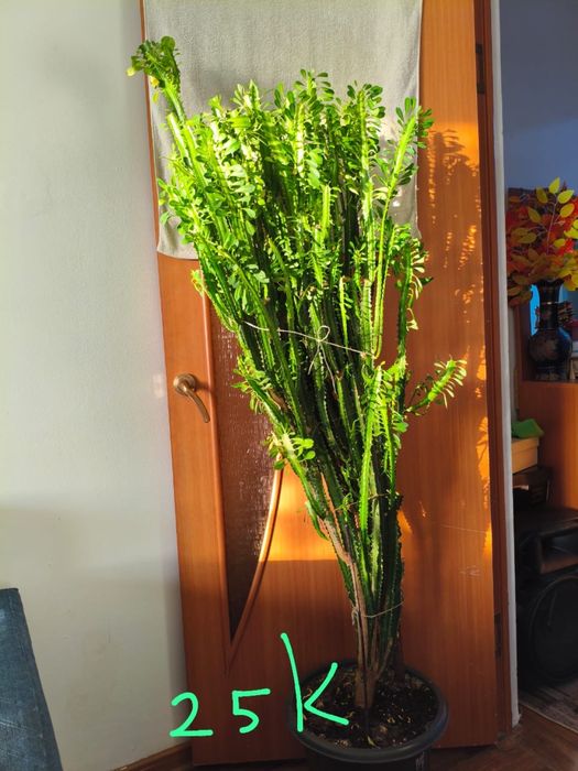 Комнатные цветы