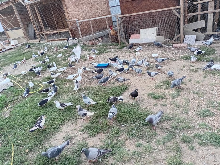 Vand porumbei tel +40772103208
