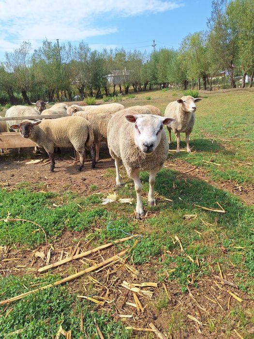 Berbec Rasa Textel (130kg, 4 ani, perfect pentru monta)