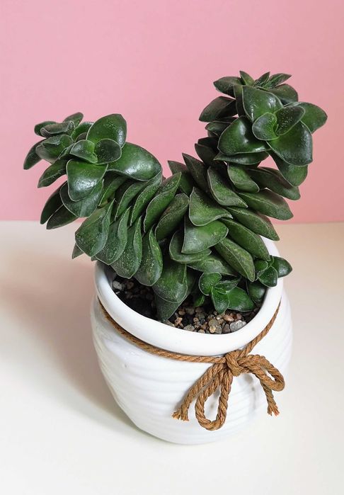 Суккуленты разные